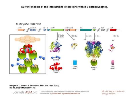 Current models of the interactions of proteins within β-carboxysomes.