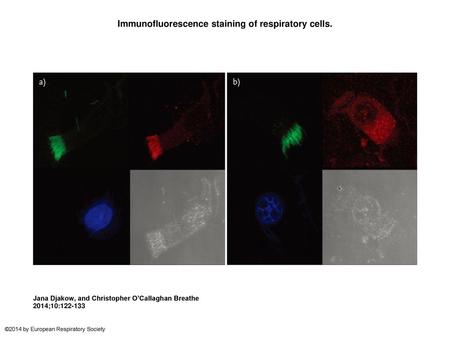 Immunofluorescence staining of respiratory cells.