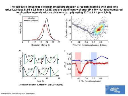 The cell cycle influences circadian phase progression Circadian intervals with divisions (p1,d1,p2) last 21.95 ± 3.8 h (n = 1,926) and are significantly.