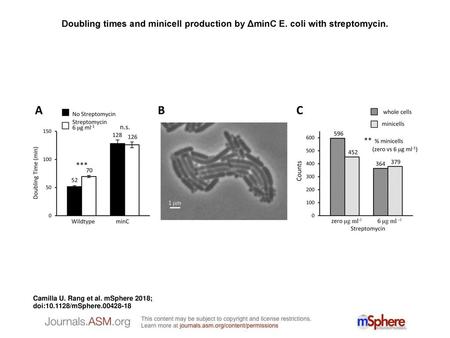 Doubling times and minicell production by ΔminC E