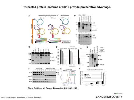 Truncated protein isoforms of CD19 provide proliferative advantage.