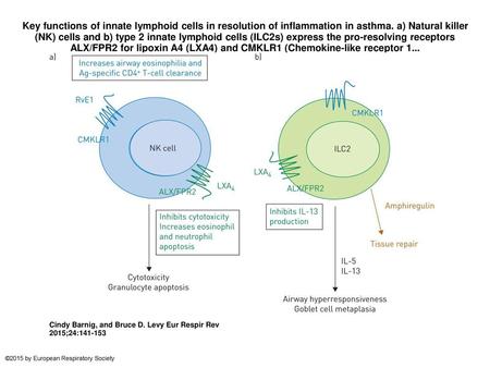 Key functions of innate lymphoid cells in resolution of inflammation in asthma. a) Natural killer (NK) cells and b) type 2 innate lymphoid cells (ILC2s)