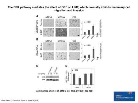 The ERK pathway mediates the effect of EGF on LIMT, which normally inhibits mammary cell migration and invasion The ERK pathway mediates the effect of.