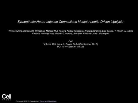 Sympathetic Neuro-adipose Connections Mediate Leptin-Driven Lipolysis