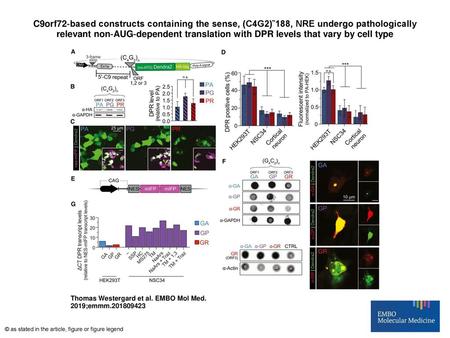 C9orf72‐based constructs containing the sense, (C4G2)˜188, NRE undergo pathologically relevant non‐AUG‐dependent translation with DPR levels that vary.