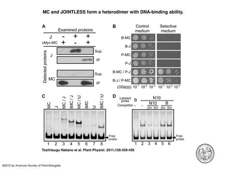 MC and JOINTLESS form a heterodimer with DNA-binding ability.