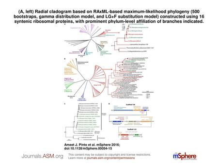 (A, left) Radial cladogram based on RAxML-based maximum-likelihood phylogeny (500 bootstraps, gamma distribution model, and LG+F substitution model) constructed.