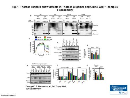 Fig. 1. Thorase variants show defects in Thorase oligomer and GluA2-GRIP1 complex disassembly. Thorase variants show defects in Thorase oligomer and GluA2-GRIP1.