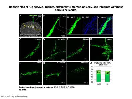 Transplanted NPCs survive, migrate, differentiate morphologically, and integrate within the corpus callosum. Transplanted NPCs survive, migrate, differentiate.