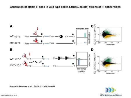 Generation of stable 5′ ends in wild type and rneE