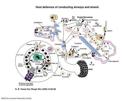 Host defences of conducting airways and alveoli.