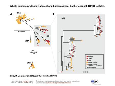 Whole-genome phylogeny of meat and human clinical Escherichia coli ST131 isolates. Whole-genome phylogeny of meat and human clinical Escherichia coli ST131.