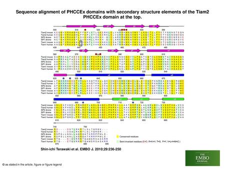 Sequence alignment of PHCCEx domains with secondary structure elements of the Tiam2 PHCCEx domain at the top. Sequence alignment of PHCCEx domains with.