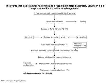 The events that lead to airway narrowing and a reduction in forced expiratory volume in 1 s in response to different indirect challenge tests. The events.