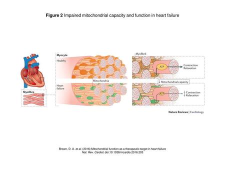 Figure 2 Impaired mitochondrial capacity and function in heart failure