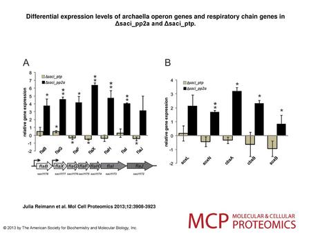 Differential expression levels of archaella operon genes and respiratory chain genes in Δsaci_pp2a and Δsaci_ptp. Differential expression levels of archaella.