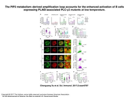 The PIP2 metabolism–derived amplification loop accounts for the enhanced activation of B cells expressing PLAID-associated PLC-γ2 mutants at low temperature.