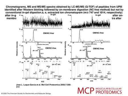 Chromatograms, MS and MS/MS spectra obtained by LC-MS/MS (Q-TOF) of peptides from UPIII identified after Western blotting followed by on-membrane digestion.