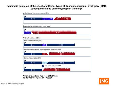 Schematic depiction of the effect of different types of Duchenne muscular dystrophy (DMD)-causing mutations on the dystrophin transcript. Schematic depiction.