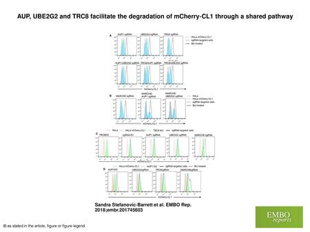 AUP, UBE2G2 and TRC8 facilitate the degradation of mCherry‐CL1 through a shared pathway AUP, UBE2G2 and TRC8 facilitate the degradation of mCherry‐CL1.