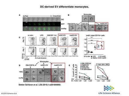 DC-derived EV differentiate monocytes.