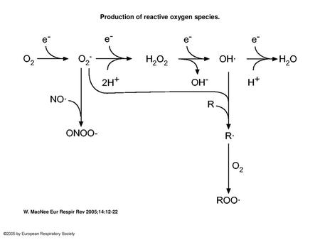 Production of reactive oxygen species.