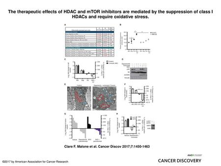 The therapeutic effects of HDAC and mTOR inhibitors are mediated by the suppression of class I HDACs and require oxidative stress. The therapeutic effects.