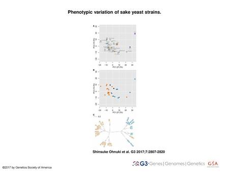 Phenotypic variation of sake yeast strains.