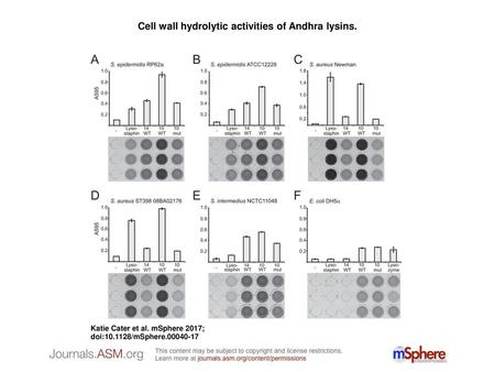 Cell wall hydrolytic activities of Andhra lysins.