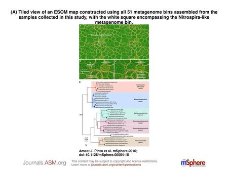 (A) Tiled view of an ESOM map constructed using all 51 metagenome bins assembled from the samples collected in this study, with the white square encompassing.