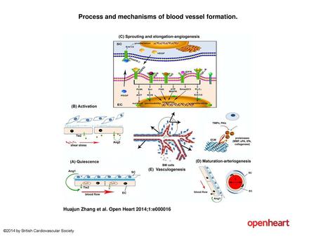 Process and mechanisms of blood vessel formation.