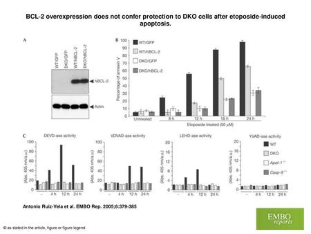 BCL‐2 overexpression does not confer protection to DKO cells after etoposide‐induced apoptosis. BCL‐2 overexpression does not confer protection to DKO.