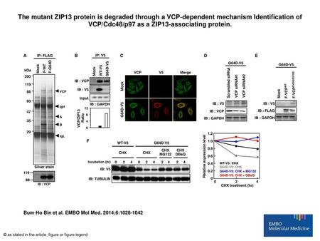 The mutant ZIP13 protein is degraded through a VCP‐dependent mechanism Identification of VCP/Cdc48/p97 as a ZIP13‐associating protein. The mutant ZIP13.