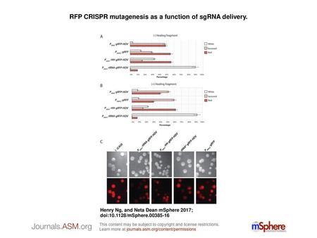 RFP CRISPR mutagenesis as a function of sgRNA delivery.