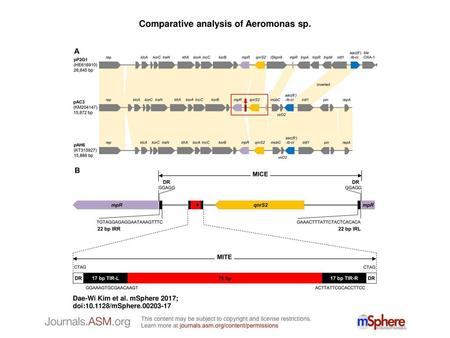 Comparative analysis of Aeromonas sp.