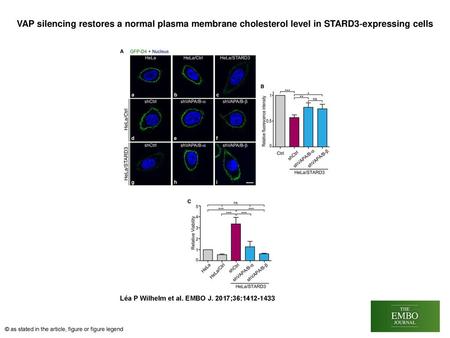 VAP silencing restores a normal plasma membrane cholesterol level in STARD3‐expressing cells VAP silencing restores a normal plasma membrane cholesterol.