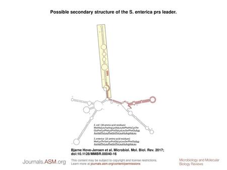 Possible secondary structure of the S. enterica prs leader.