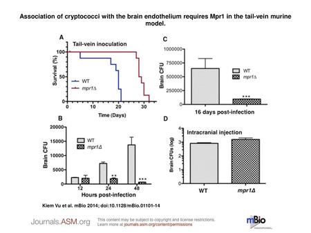 Association of cryptococci with the brain endothelium requires Mpr1 in the tail-vein murine model. Association of cryptococci with the brain endothelium.