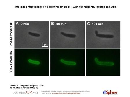 Time-lapse microscopy of a growing single cell with fluorescently labeled cell wall. Time-lapse microscopy of a growing single cell with fluorescently.