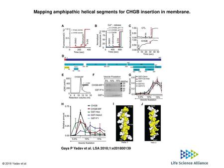 Mapping amphipathic helical segments for CHGB insertion in membrane.