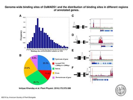 Genome-wide binding sites of OsMADS1 and the distribution of binding sites in different regions of annotated genes. Genome-wide binding sites of OsMADS1.