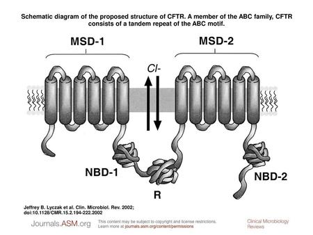 Schematic diagram of the proposed structure of CFTR