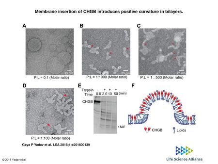 Membrane insertion of CHGB introduces positive curvature in bilayers.