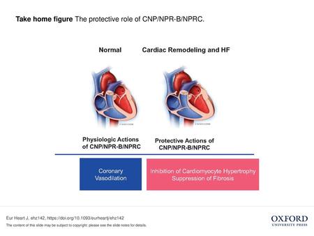 Take home figure The protective role of CNP/NPR-B/NPRC.