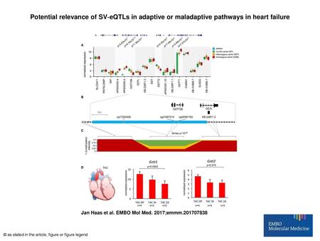 Potential relevance of SV‐eQTLs in adaptive or maladaptive pathways in heart failure Potential relevance of SV‐eQTLs in adaptive or maladaptive pathways.