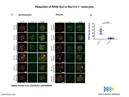 Reduction of RPA2 foci in Rec114−/− meiocytes