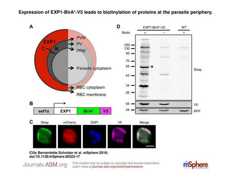 Expression of EXP1-BirA