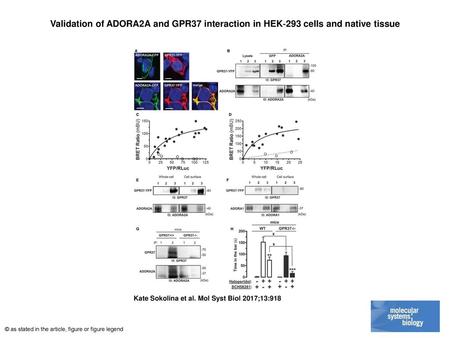 Validation of ADORA2A and GPR37 interaction in HEK‐293 cells and native tissue Validation of ADORA2A and GPR37 interaction in HEK‐293 cells and native.