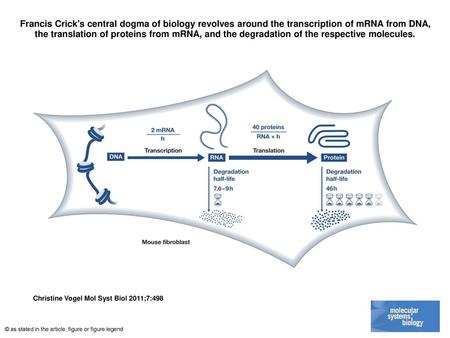 Francis Crick's central dogma of biology revolves around the transcription of mRNA from DNA, the translation of proteins from mRNA, and the degradation.