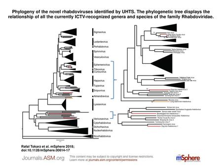 Phylogeny of the novel rhabdoviruses identified by UHTS